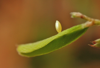 Orange Sulphur 
Egg on Lespedeza